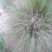 Purple Lovegrass
